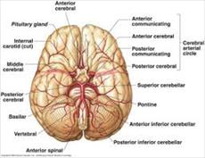دانلود پاورپوینت Brain Anatomy